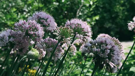 flores de allium púrpura en un jardín