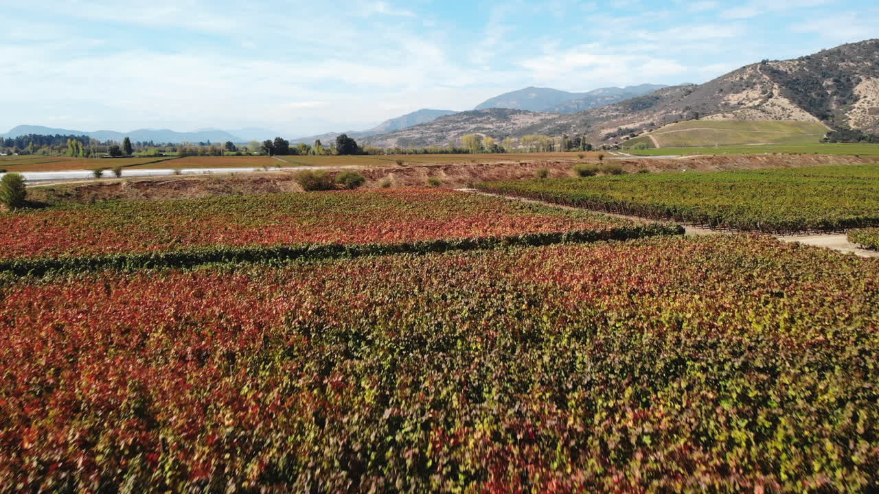 Vineyard Landscape with Meditating Person