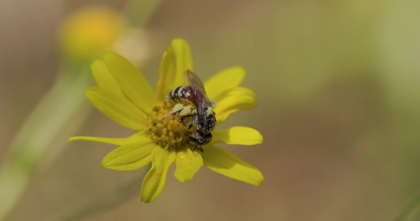 Indian Furrow Bee on yellow Sonki; slow motion monsoon morning macro pollen harvest foraging