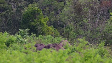 the asiatic elephants are endangered species and they are also residents of thailand