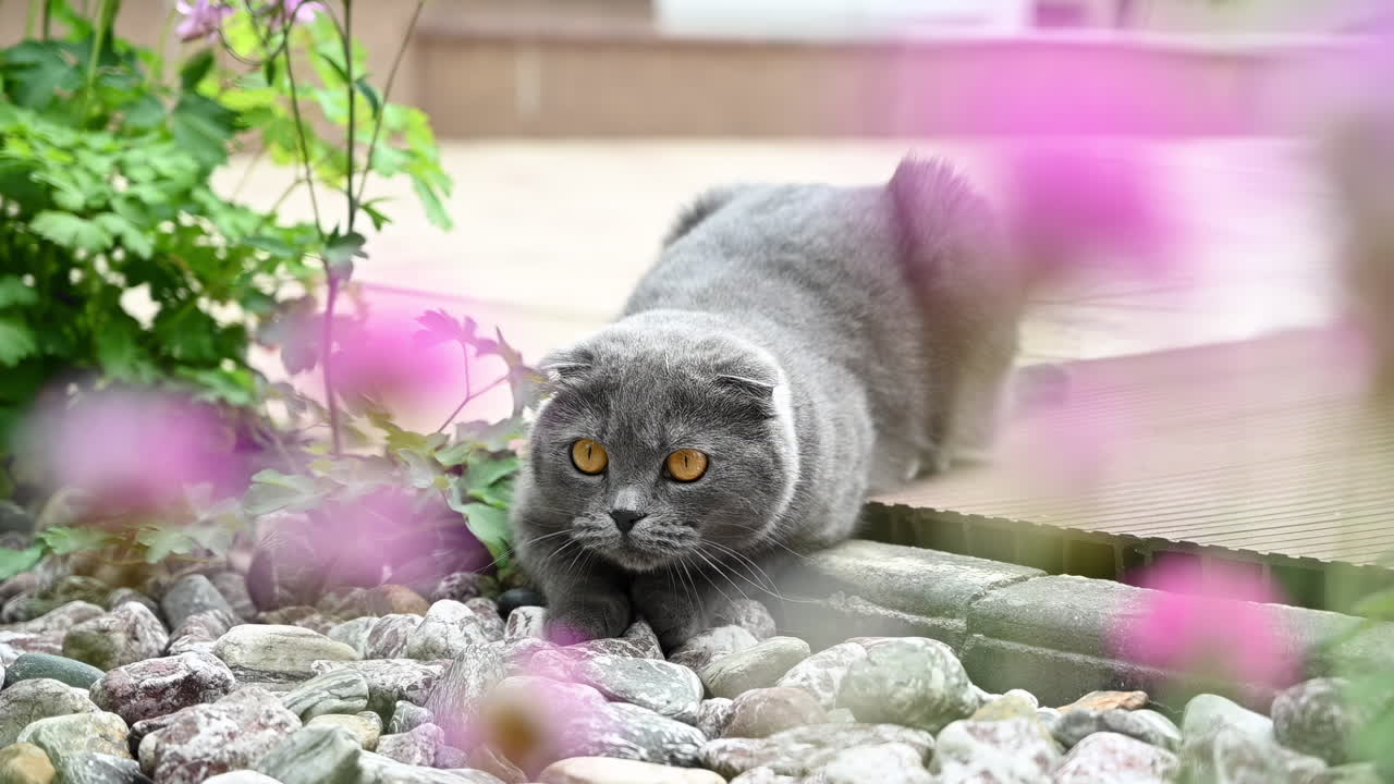 A beautiful gray cat with bright amber eyes sitting in a lush garden