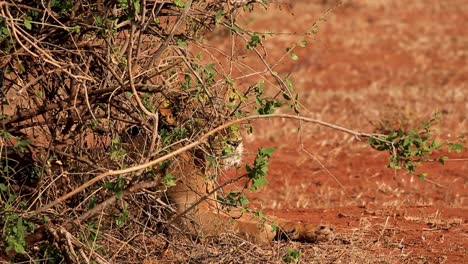 hembra de león africano descansando camuflada detrás de un arbusto en el parque nacional de la sabana africana, kenia