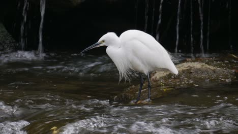 Silberreiher-Jagt-In-Der-Nähe-Eines-Wasserfalls,-Der-In-Flachen-Stromschnellen-Steht-Und-Wasser-Mit-Schnabel-Trinkt