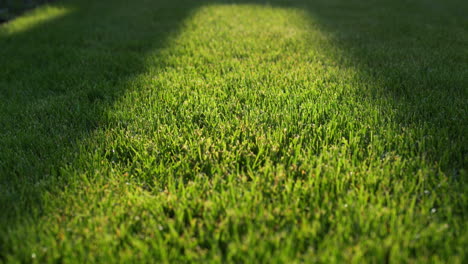 lush green grass on the lawn, trimmed evenly. slider shot