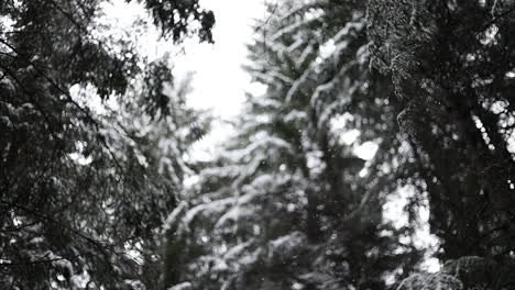 Nevando-En-Un-Bosque-En-Cámara-Lenta-En-Invierno