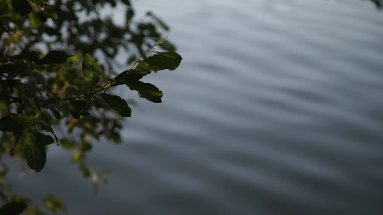 Close up on leafy branch swaying in breeze with blurry lake ripples in background