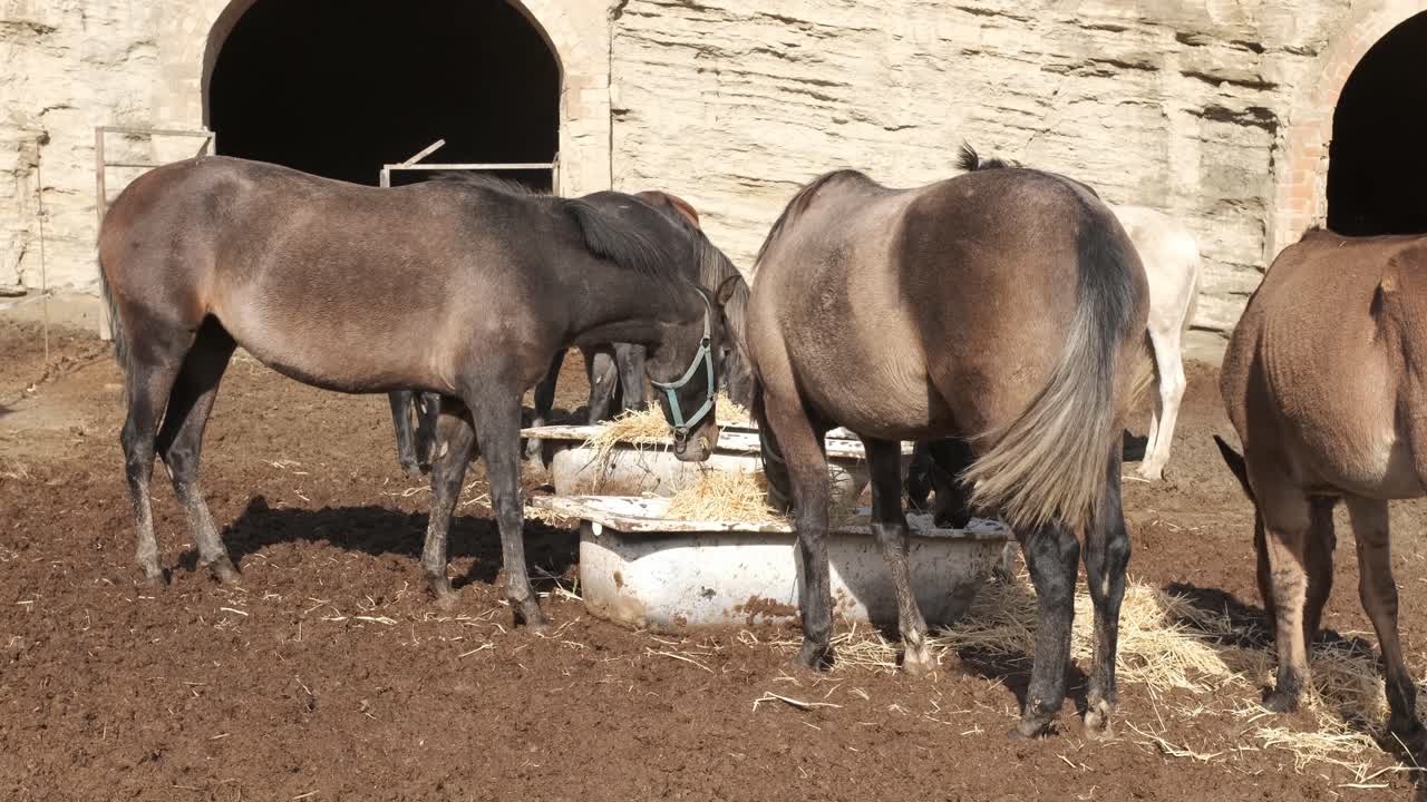 Horses and a mule enjoying hay from a round metal container in a farm enclosure