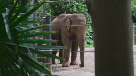 Elephant-Standing-Behind-The-Enlosure-In-The-Zoo