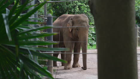 elephant standing behind the enlosure in the zoo