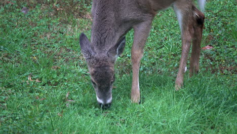 white-tailed deer  nibbles at grass