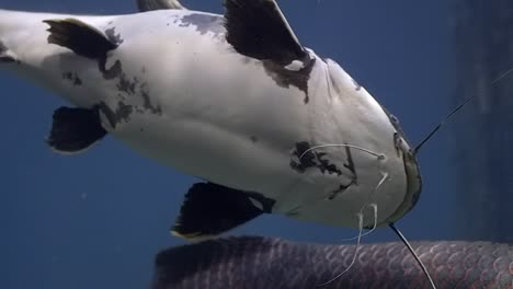 a red tailed catfish swimming on it's side, showing it's belly - close up