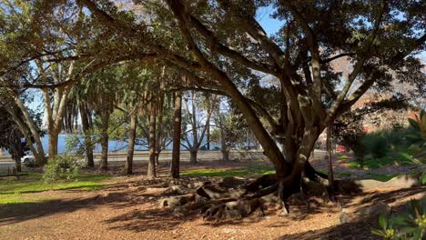 Looking-past-autumn-leaves-and-Moreton-Bay-tree-roots-on-Mounts-Bay-Road-to-Swan-River-in-Perth,-Western-Australia