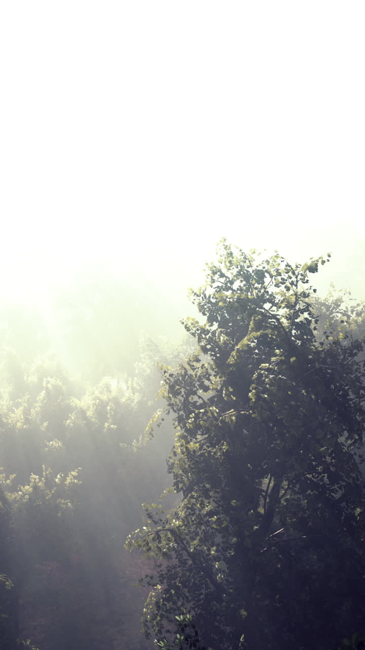 빛이 빛나는 안개 숲