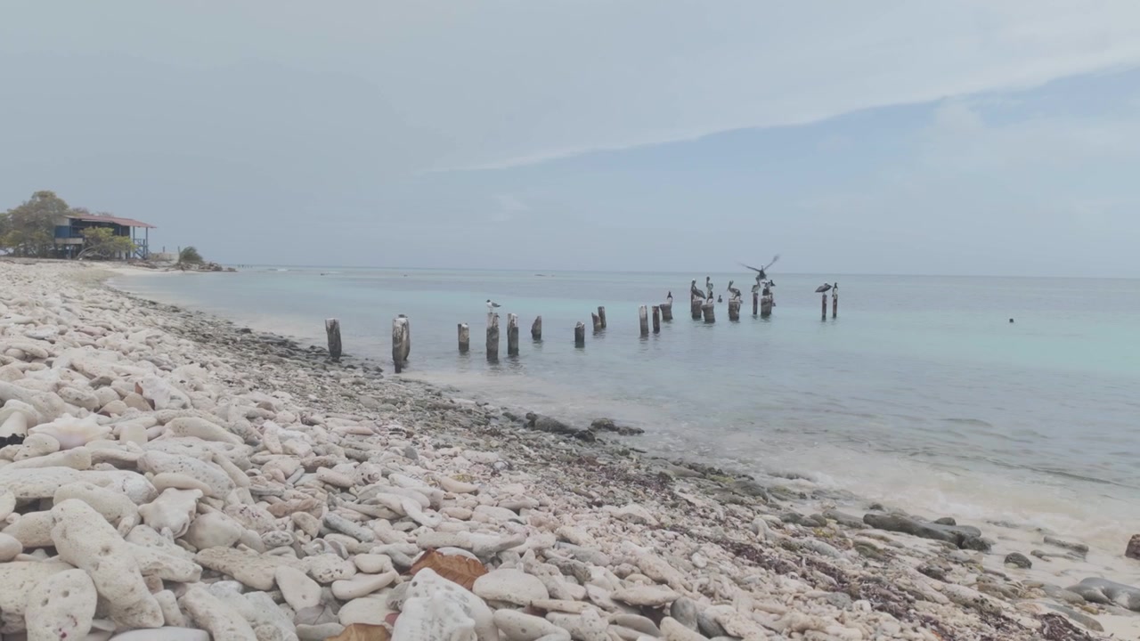 Momento costiero sereno con uccelli marini posati su resti erosi nei Caraibi, che cattura l'essenza pacifica di un santuario insulare protetto. video 4k Dlog