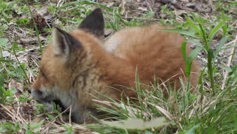 a cute cub of a red fox lies in the grass