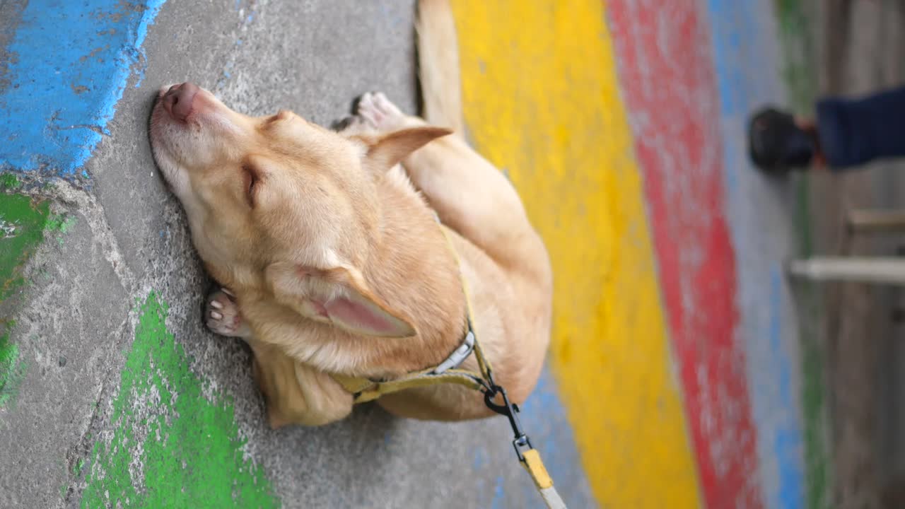 Sleeping dog on colorful pavement