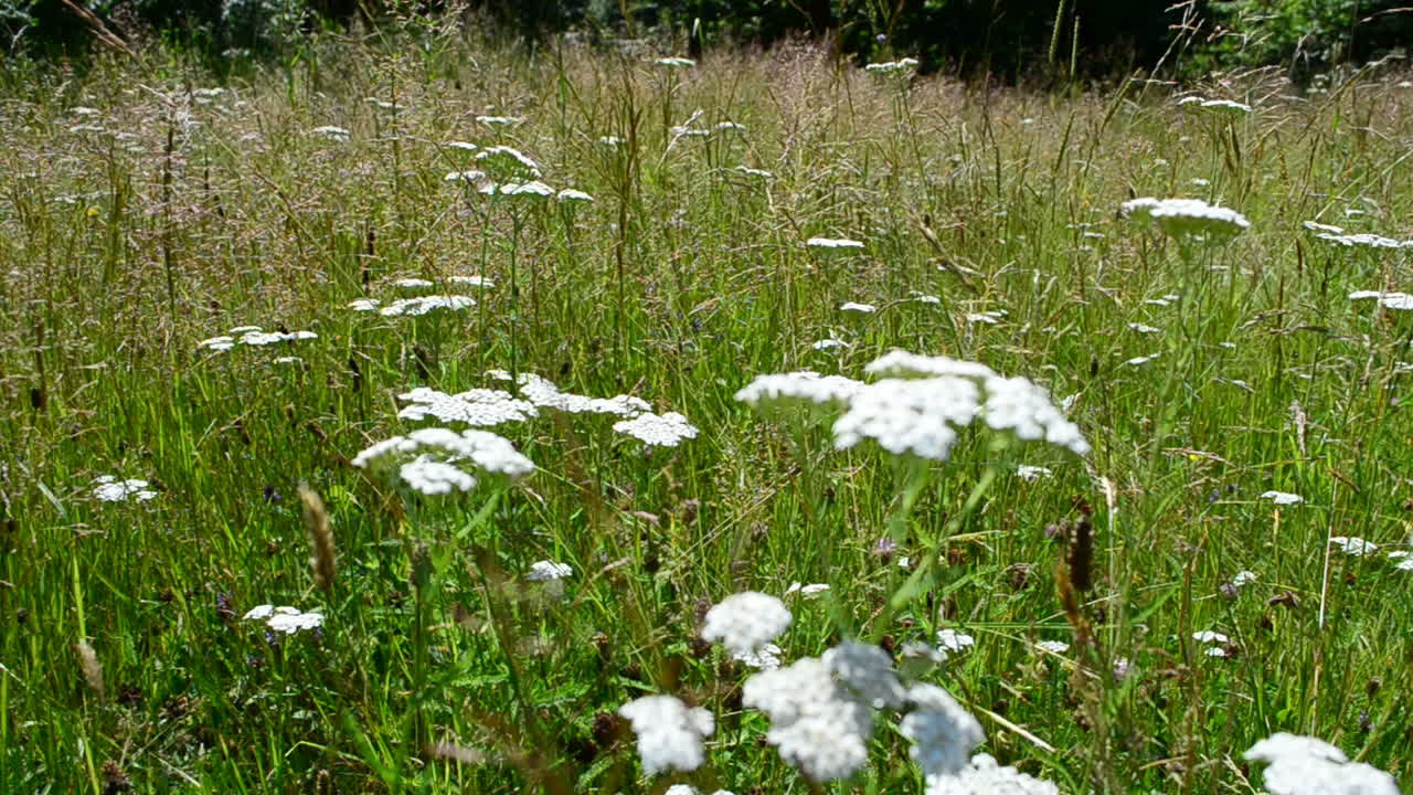 Fiori in montagna. Montagne e fiori