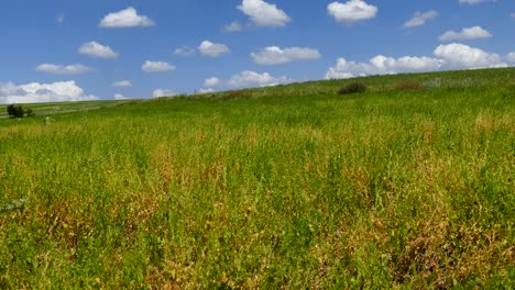 ripening lentil plant, harvesting lentils, ripe green lentils in the field,