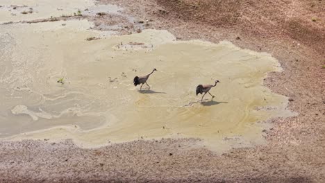 cranes move slowly across muddy terrain captured from above in natural wetland habitat