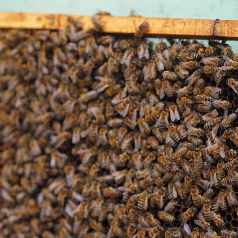 many bees on a frame. honey bees crawling on a honeycomb. busy insects working on bees frame. bee colony. close-up
