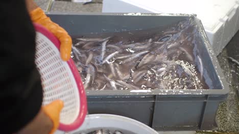 anchovy handling at a fish market