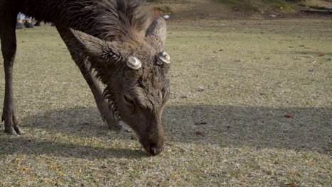 male japanese sika deer or buck grazing in nara park, medium shot