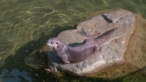 a river otter walks and repositions itself on a large rock in the water from a high angle