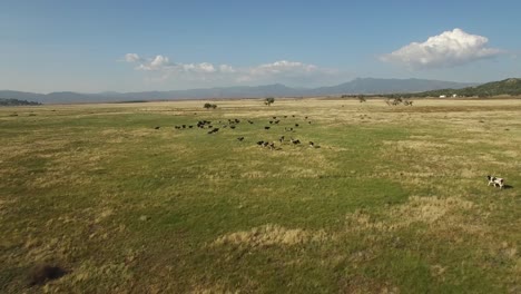 Aerial-over-cows-moving-across-green-fields