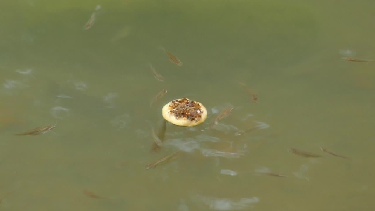 많은 작은 물고기들이 음식을 공격하고 먹는