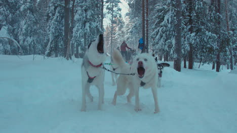 energetic excited husky dog sledding team ready for running snowy lapland arctic circle