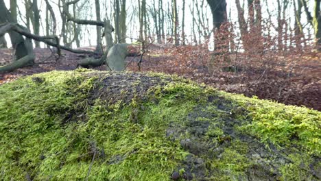 Bemoosten-Nahaufnahme-Wald-Wald-Baumstämme-Dolly-Links-über-Herbst-Wildnis