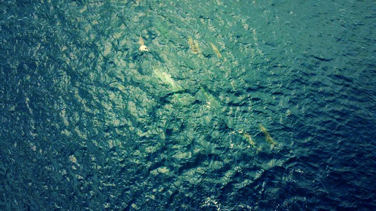 en flok spinnerdelfiner, der krydser på det blå hav - topbillede - flyvemaskine