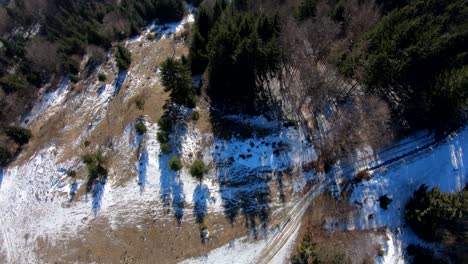 imágenes de drones sobre el bosque. precioso paisaje