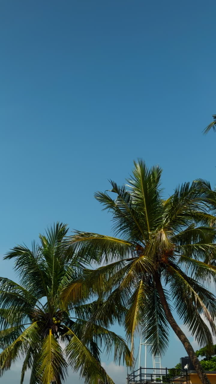 푸른 하늘에 대 한 야자수