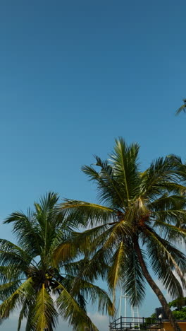palmeras contra un cielo azul