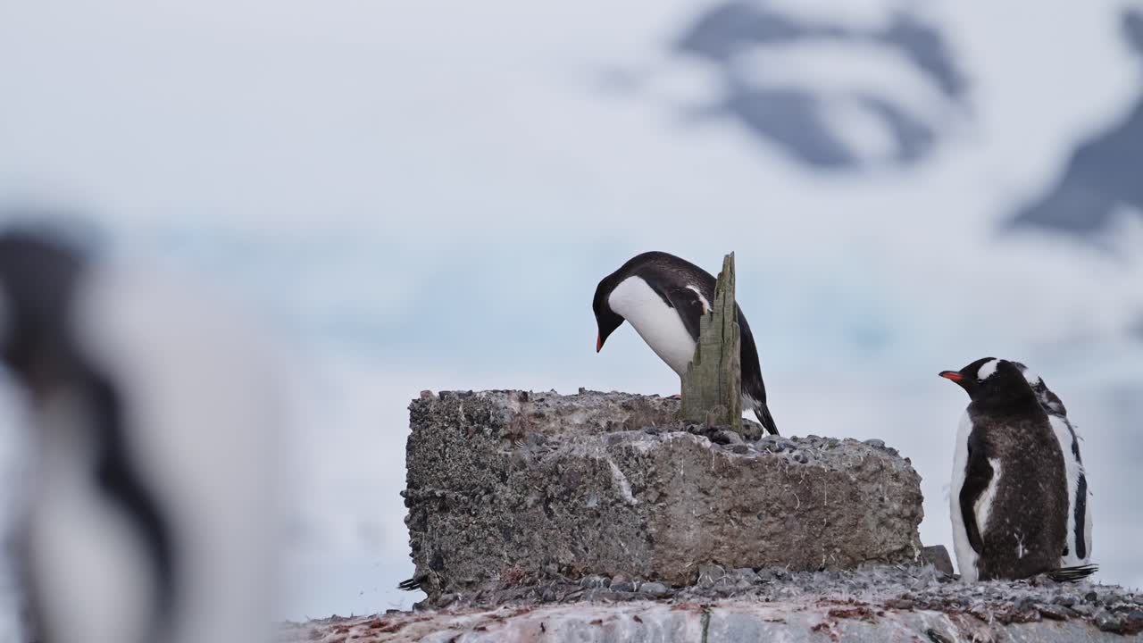 pingüinos divertidos peleando en la antártida, animales divertidos con pingüinos en la península antártica vida silvestre y vacaciones de animales cayendo de la percha, evidencia del impacto humano y problemas ambientales