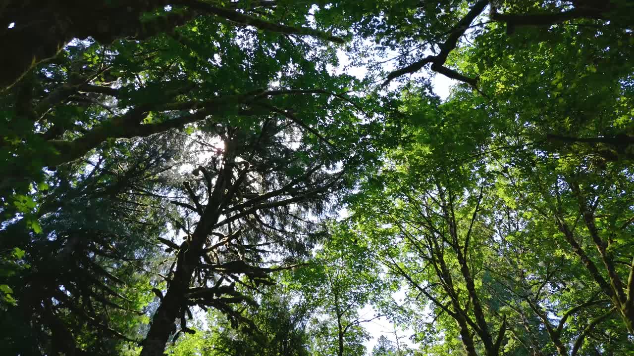 Bug eye view of a luxuriant tree canopy in a rainforest in the Pacific Northwest