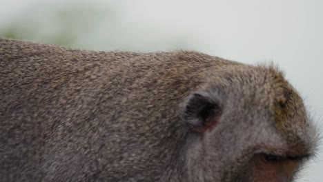 close up of crab-eating macaque , long-tailed macaque, cercopithecine primate native to southeast asia while walking in to the jungle of indonesia