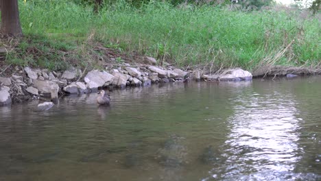 Mallard,-Duck,-Anas-platyrhynchos,-Ducks-swim-in-the-river-water,-Wildlife