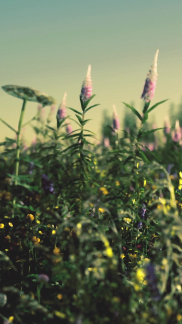 Fiori selvatici sbocciano in un campo all'alba in una zona rurale.