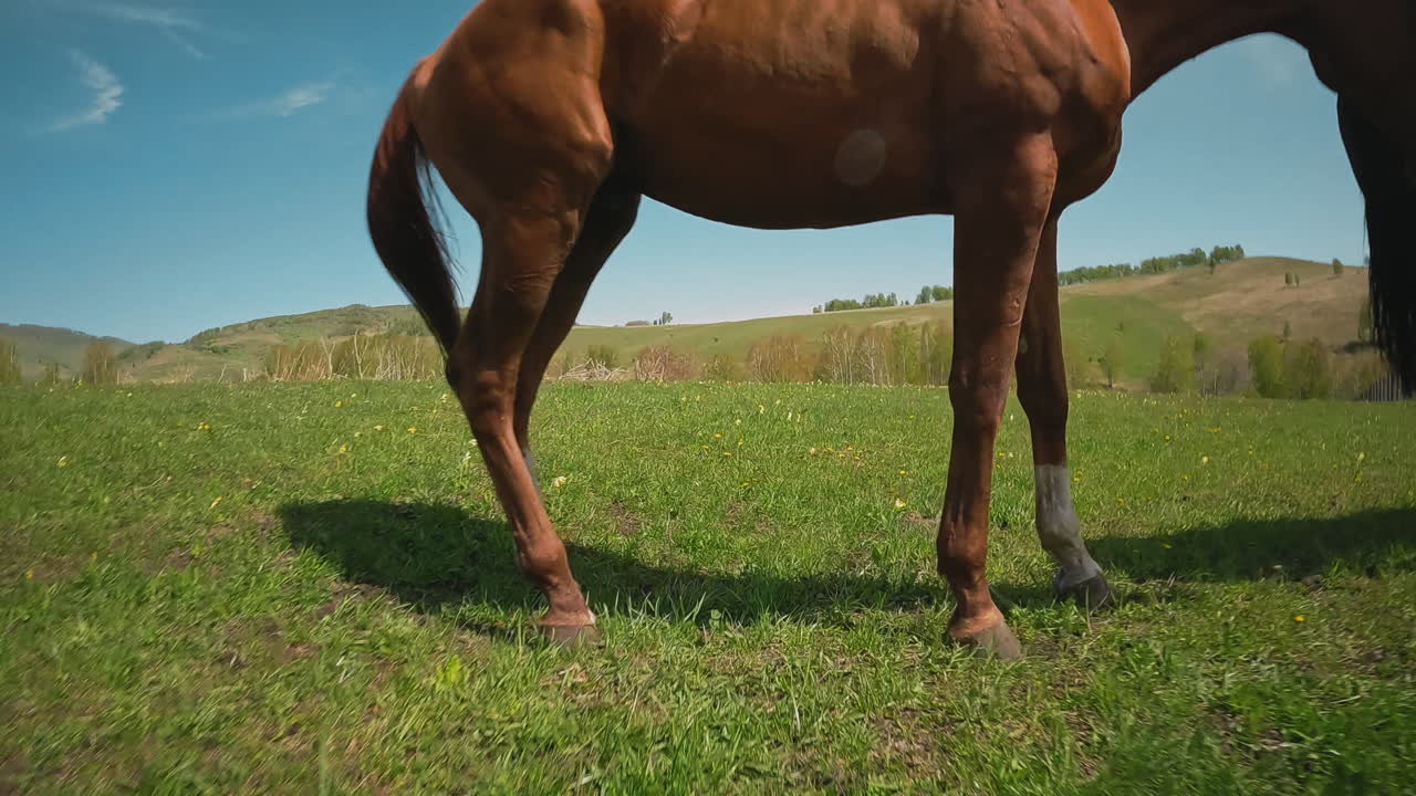 Drone vola sotto un cavallo baio che pascola con la mandria nel campo