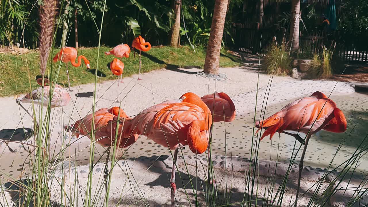열대 서식지 에서 휴식 하는 플라밍고