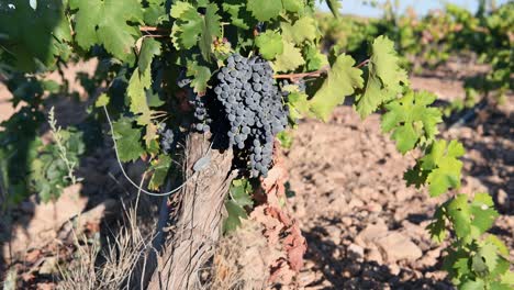 close-up shot of a bunch of grapes on the vine at sunset