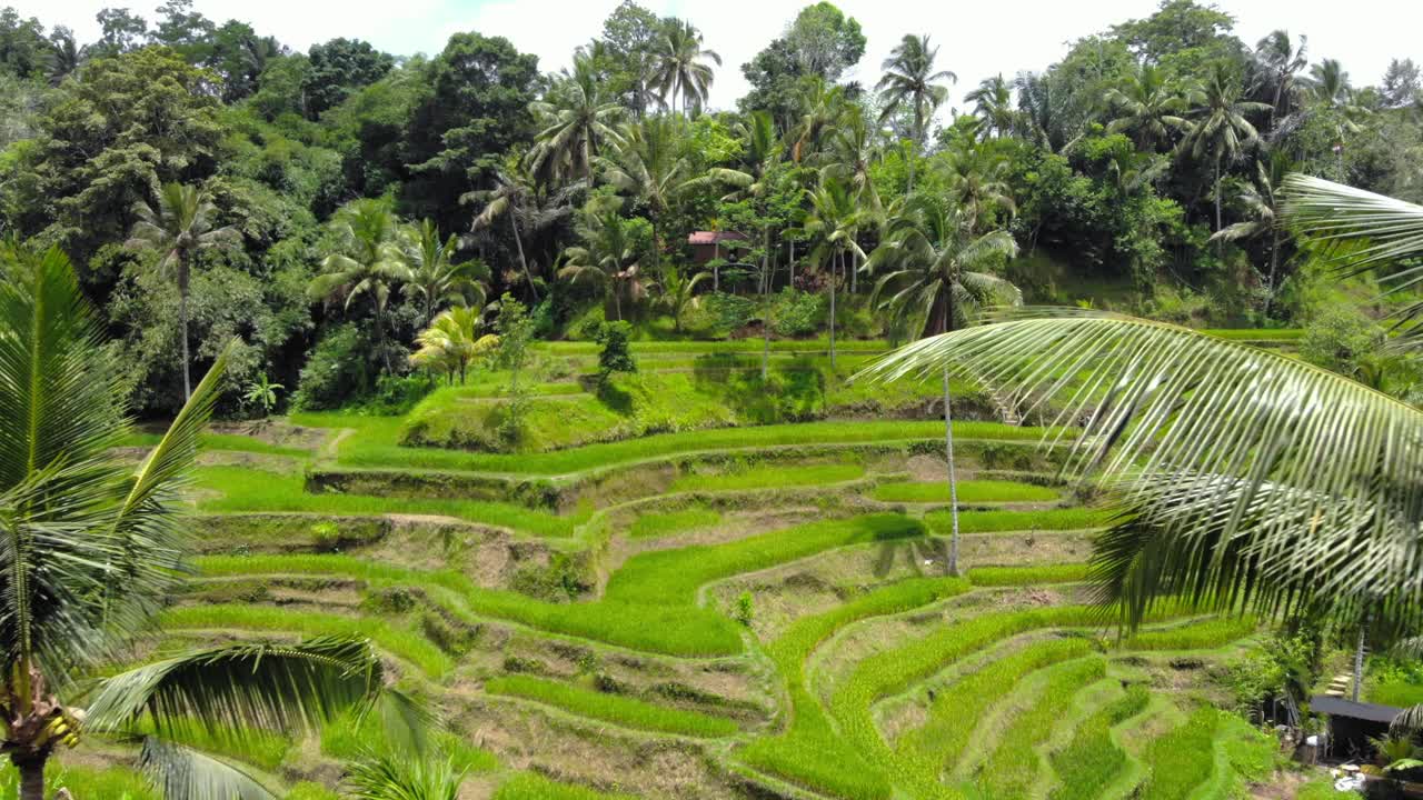 terrazas de arroz de tegallalang en la isla de bali, indonesia, mientras el dron vuela entre dos palmeras, ofreciendo una perspectiva única e inmersiva