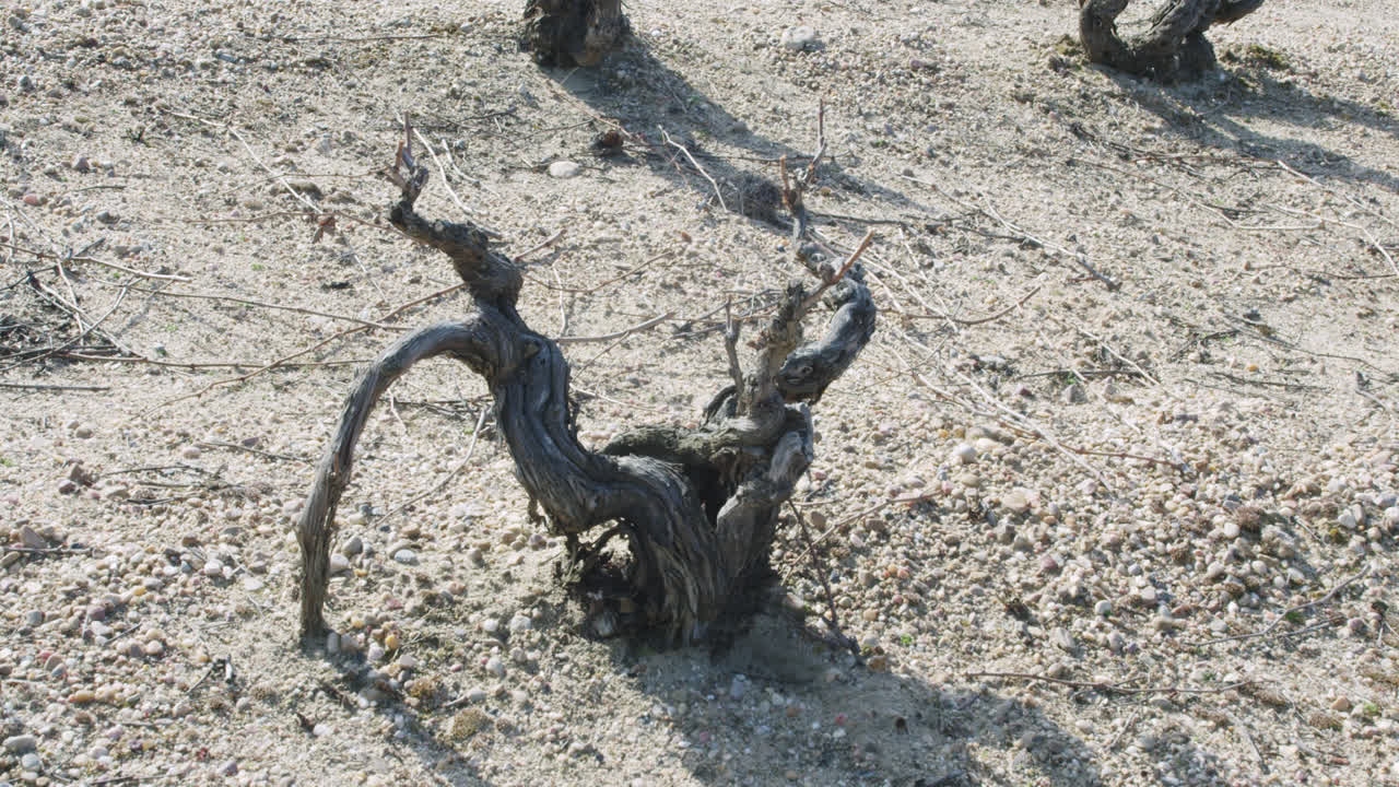 General slow motion shot of a vineyard worker outside a wine factory in Burgos, Spain in the summer morning in 4k