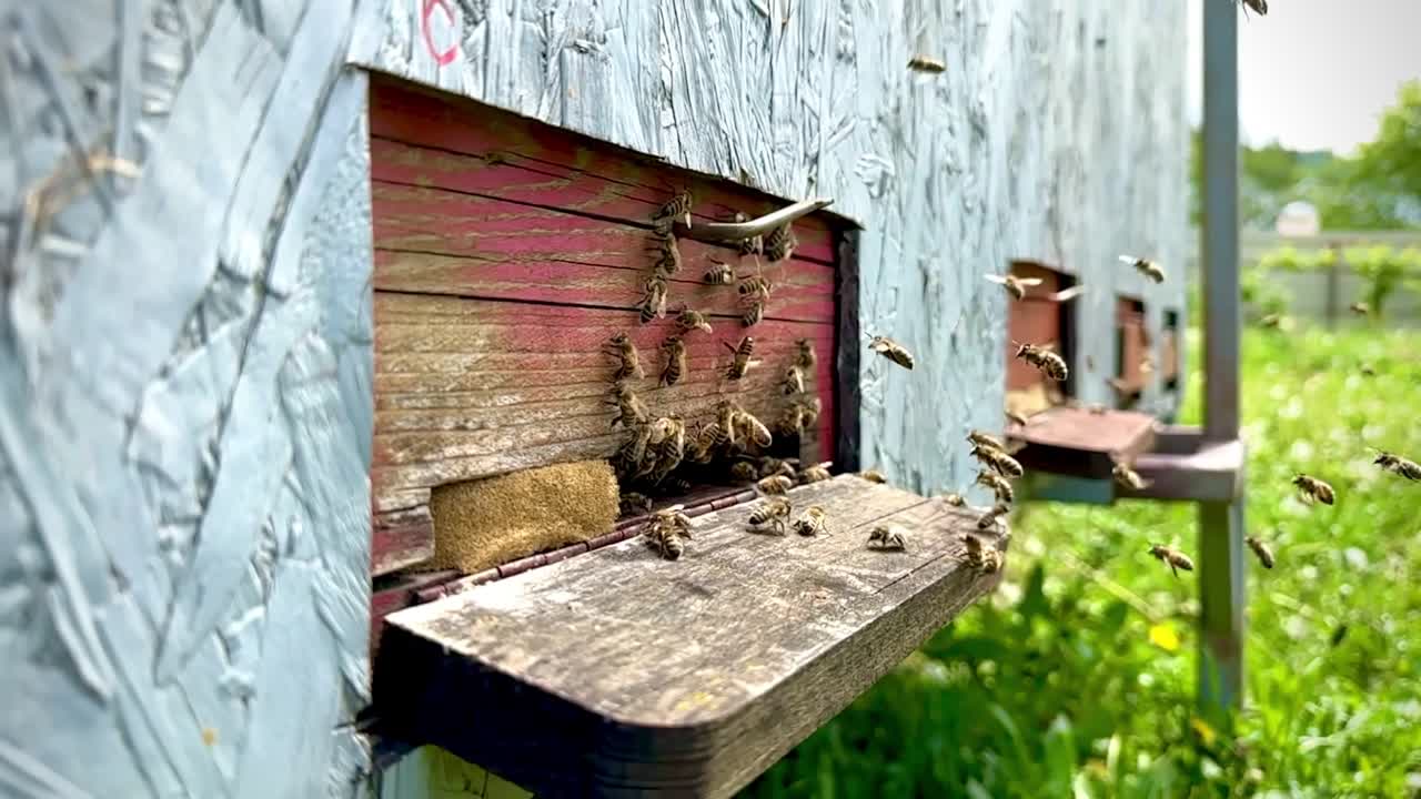 Bees buzzing around hive entrance, collecting nectar and pollen during summer