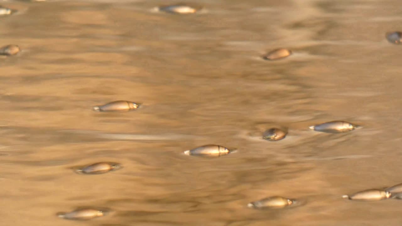 워터 스트라이더 수영 uhd mp4 4k