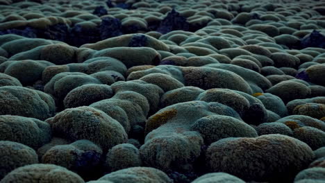 textured field of organic moss-like formations