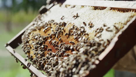 abejas en marco de panal