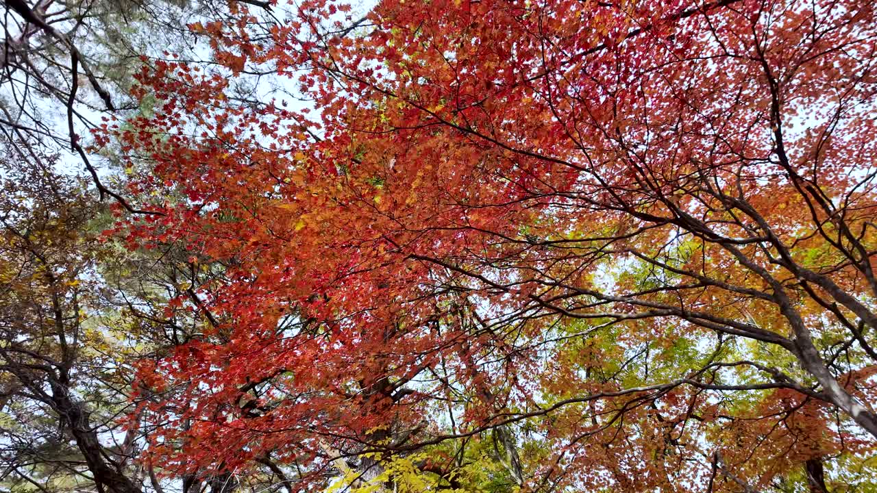 Maple tree branches with colorful red and orange leaves glowing in the sunlight during the fall season